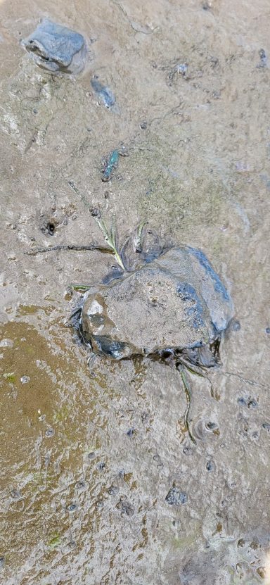 Sea Grass Growth 2026 